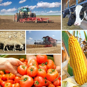 XVII Международная научно-практическая конференция «Современные тенденции сельскохозяйственного производства в мировой экономике»