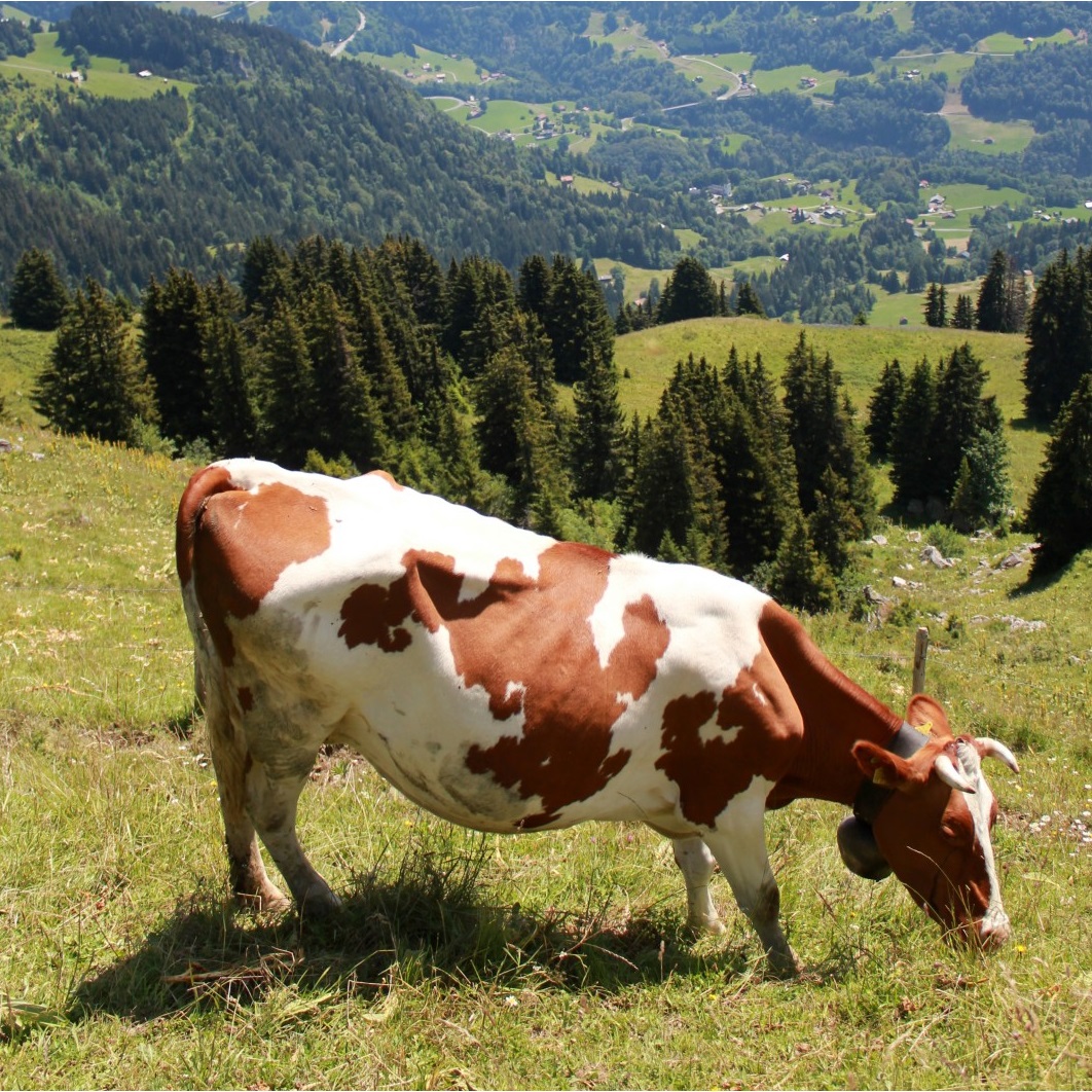 Семинар «Молочное скотоводство: проблемы и пути их решения»